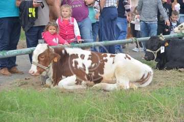 La feria de ganado, atractivo principal de la jornada matutina en Jinámar (Foto Antonio Alí y Francisco Javier Santana)